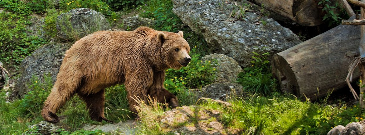 Ausflugsziele im Salzburger Land - Familienbauernhof Nöglhof in Radstadt - Wildpark