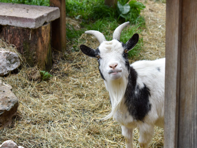 Tiere - Urlaub am Bauernhof - Nöglhof Radstadt