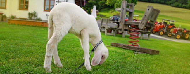 Unverbindliche Anfrage - Urlaub am Bauernhof in Radstadt, Salzburger Land - Familienbauernhof Nöglhof